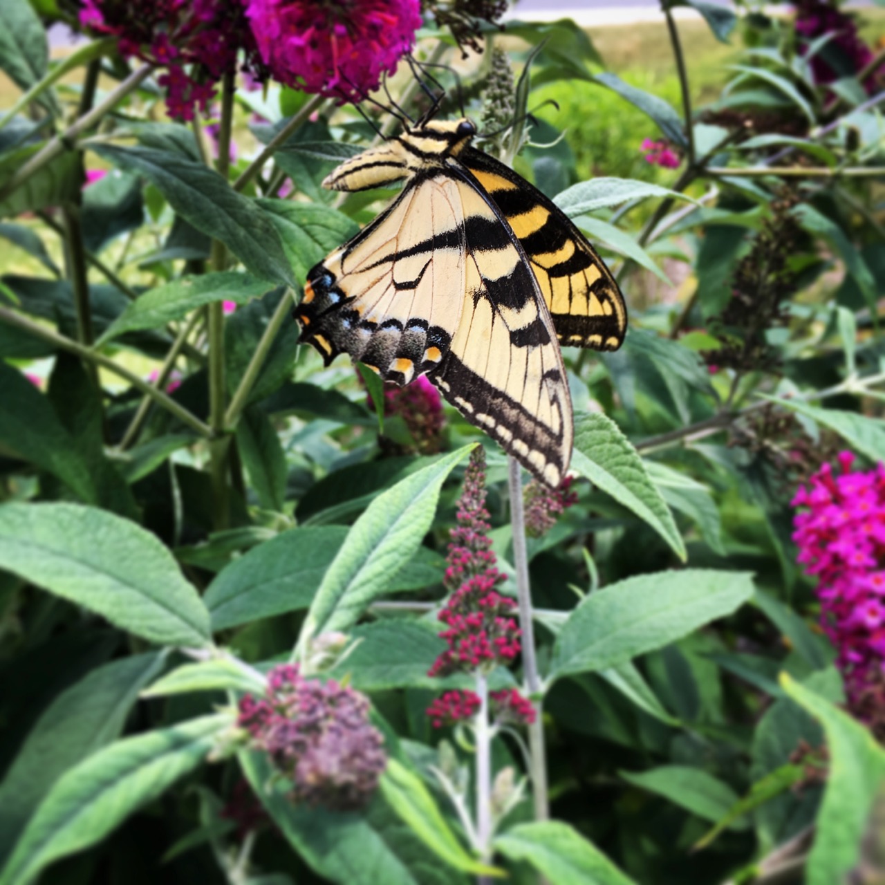 July 15 swallowtail
