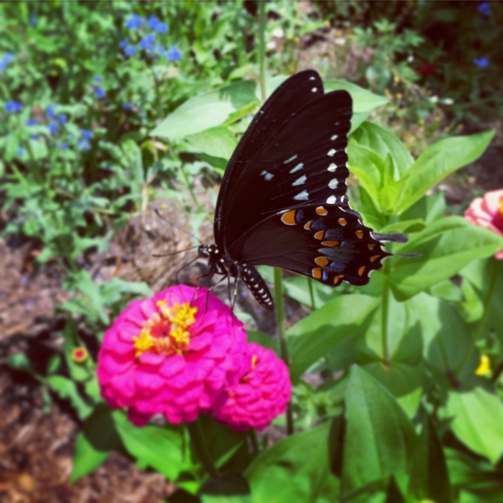 July 19 eastern black swallowtail