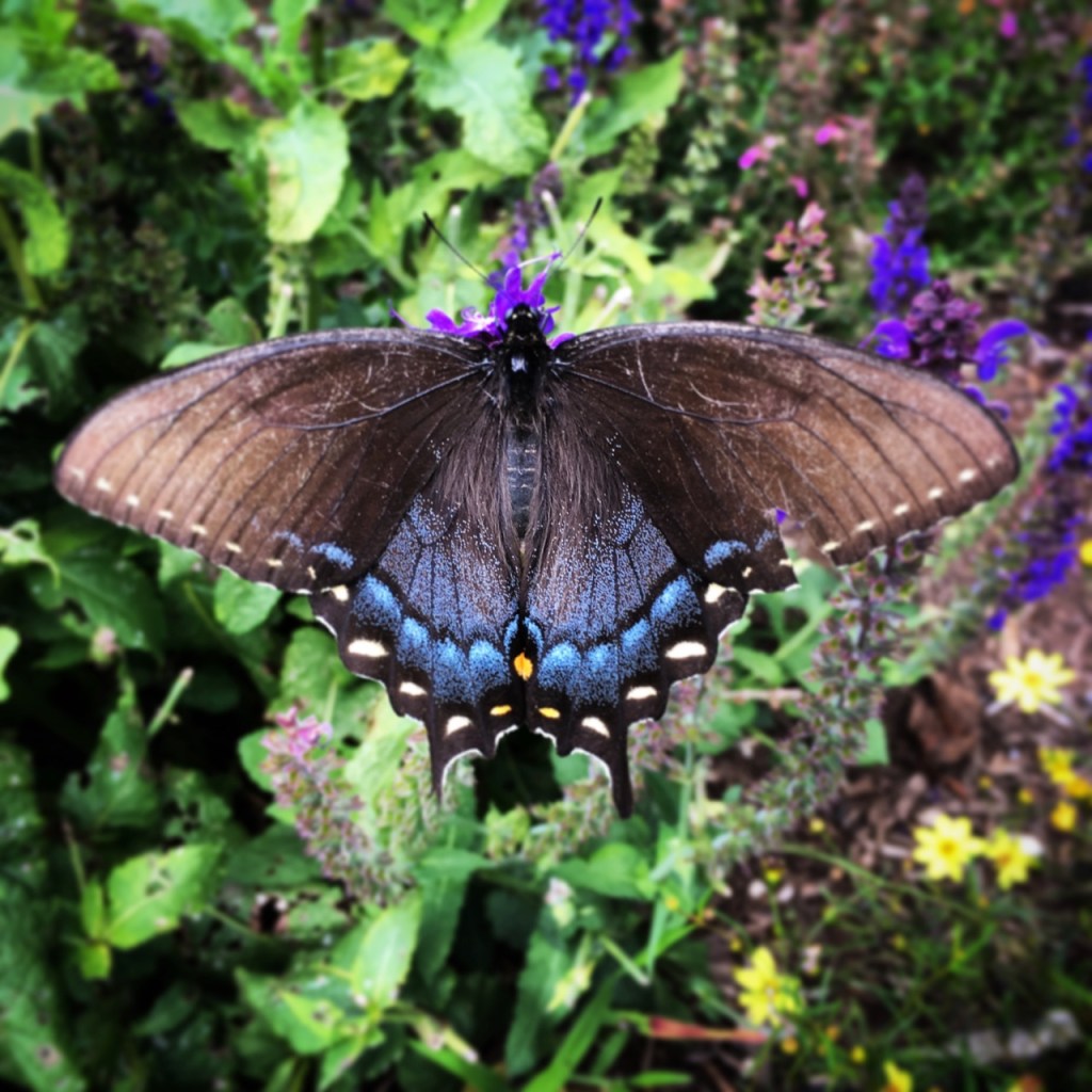 July 26 swallowtail