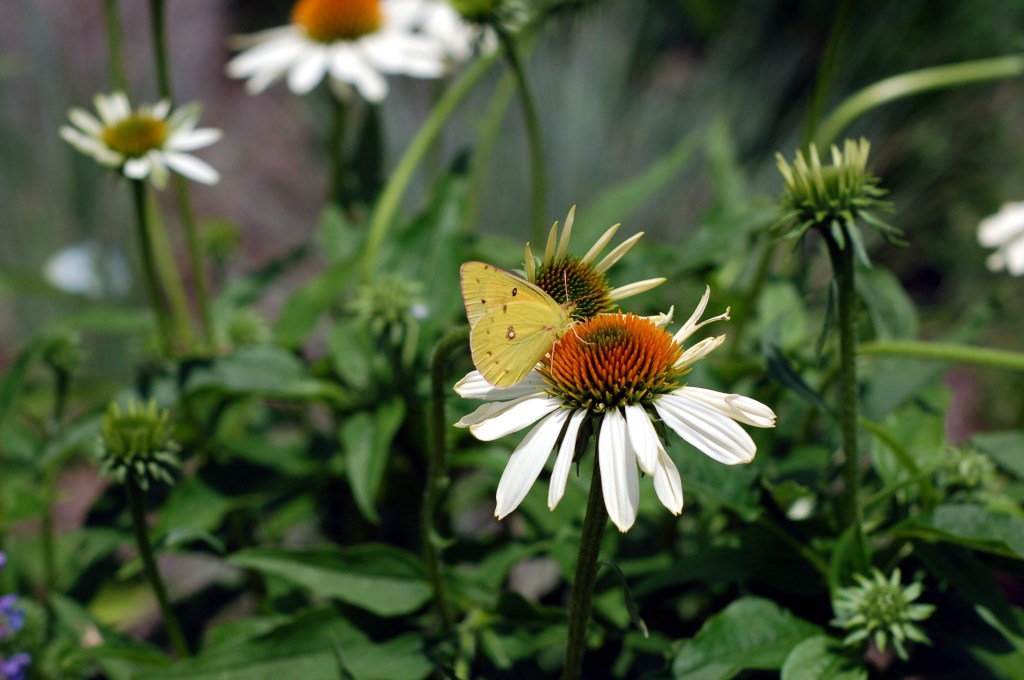 Jun 12cloudless sulphur? on white coneflower_0005