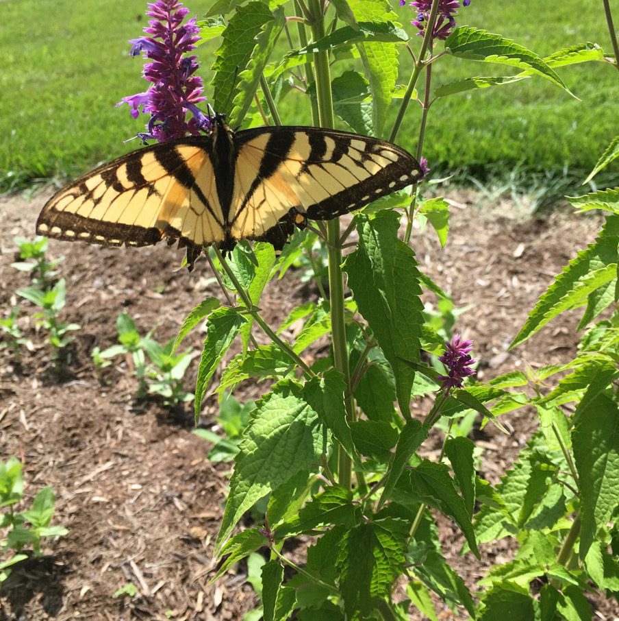June 11 eastern tiger swallowtail