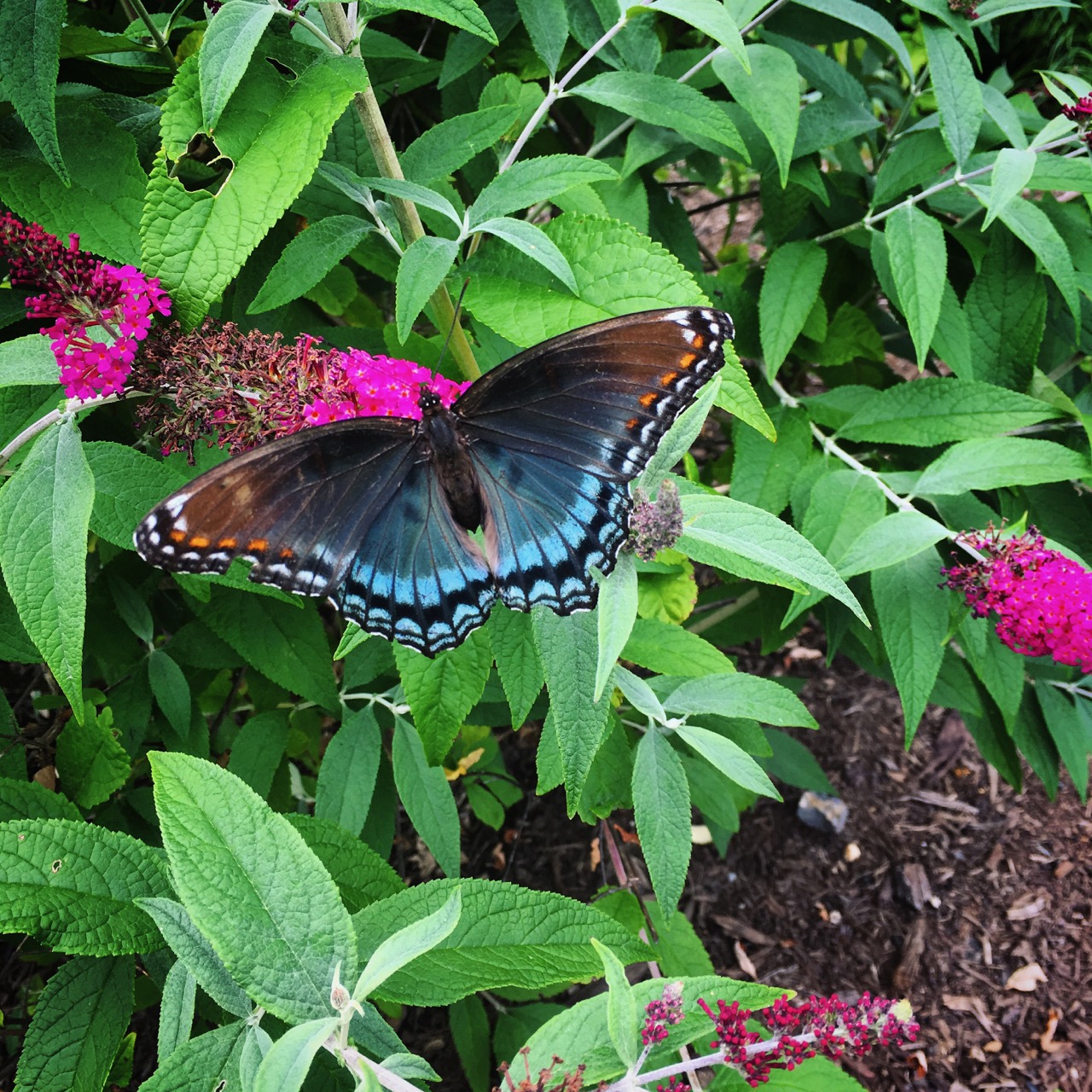 June 25 swallowtail