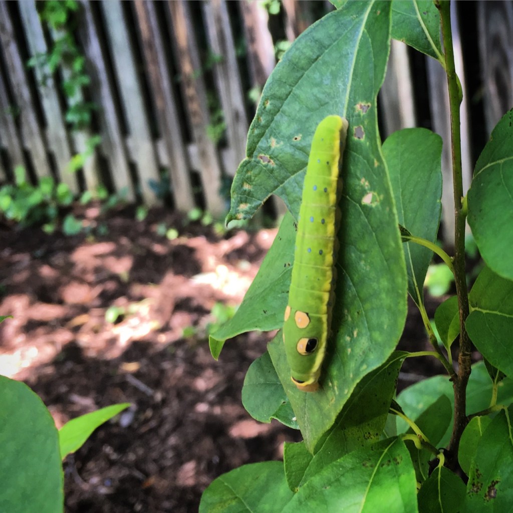 June 26 spicebush swallowtail caterpillar