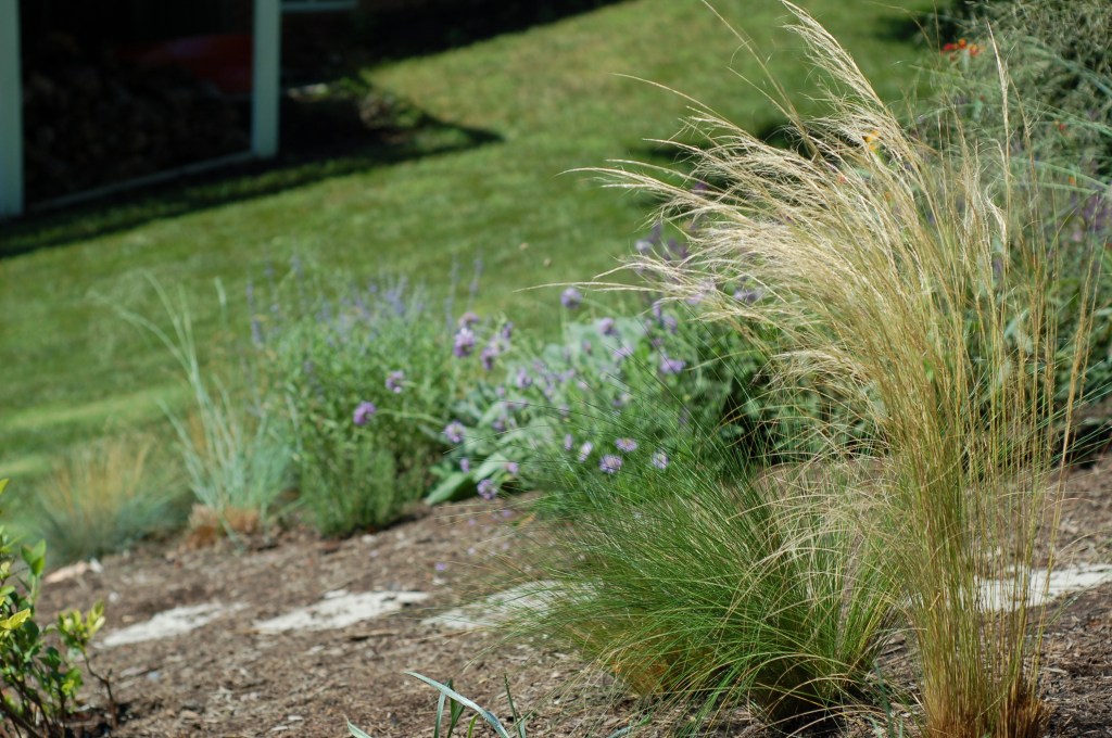 mexican feather grass_0143