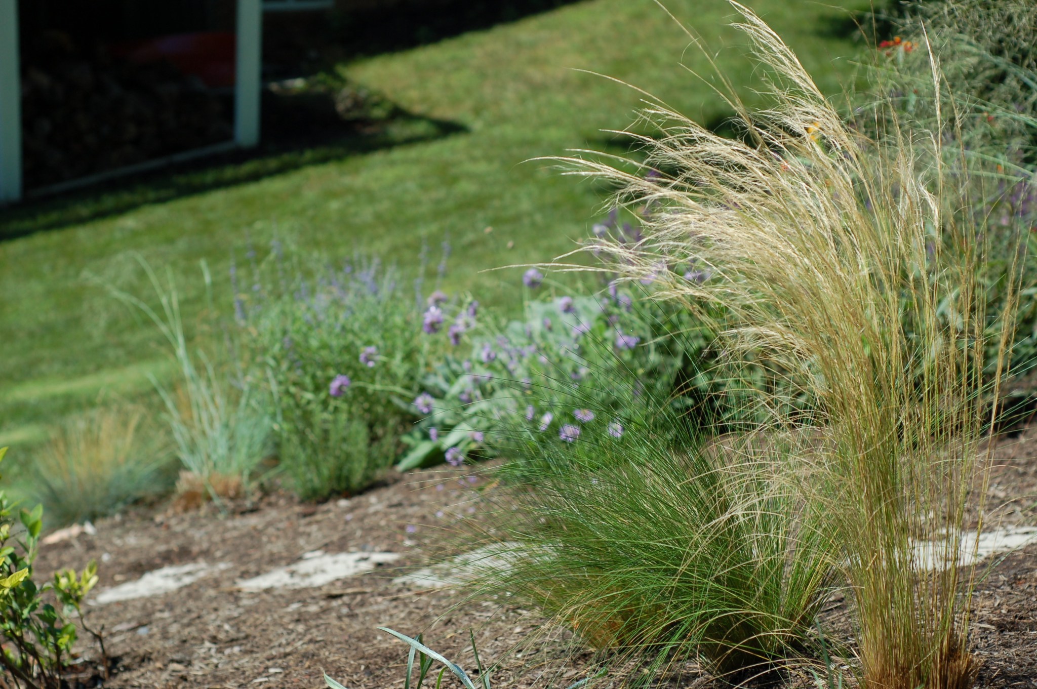 mexican feather grass_0143