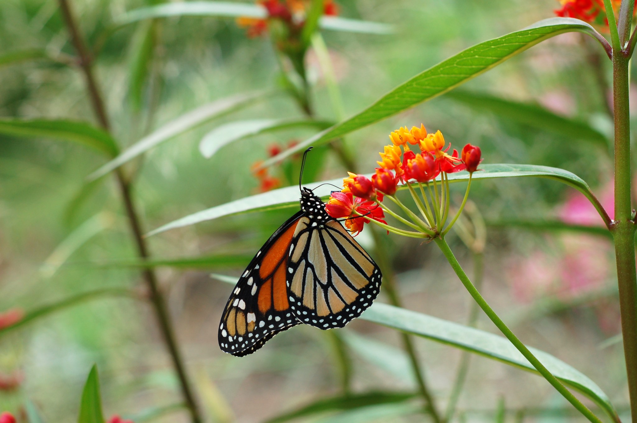 monarch w antennae_0053
