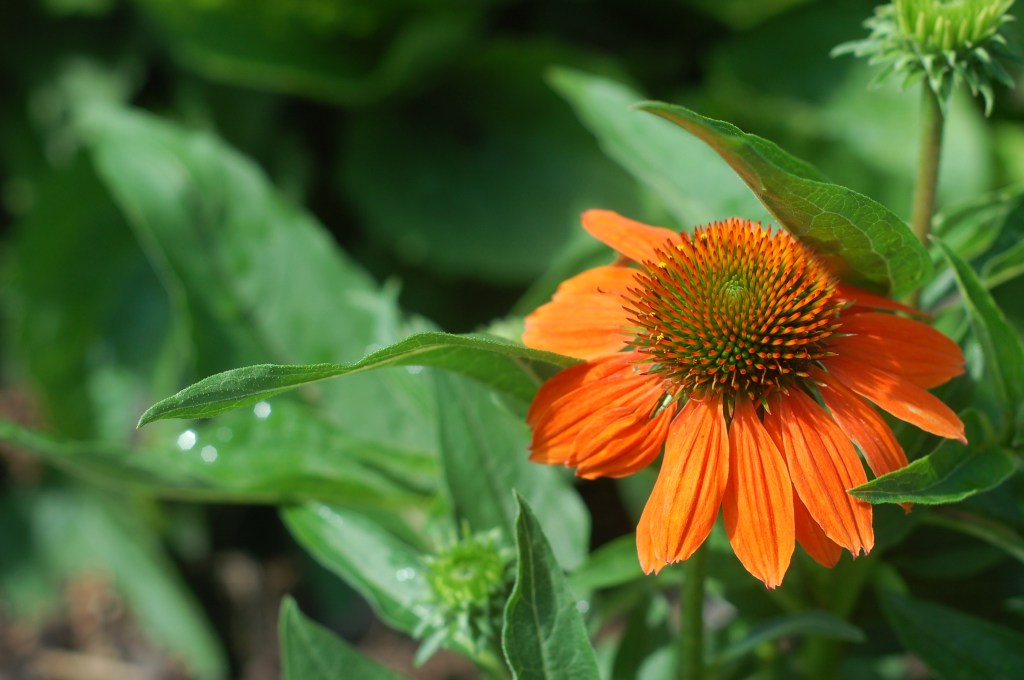 orange sombrero coneflower_0024