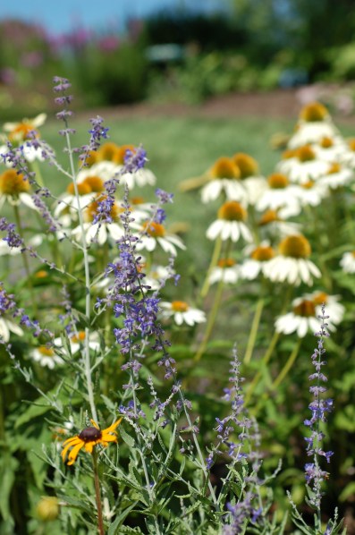 russian sage blue sky_0040