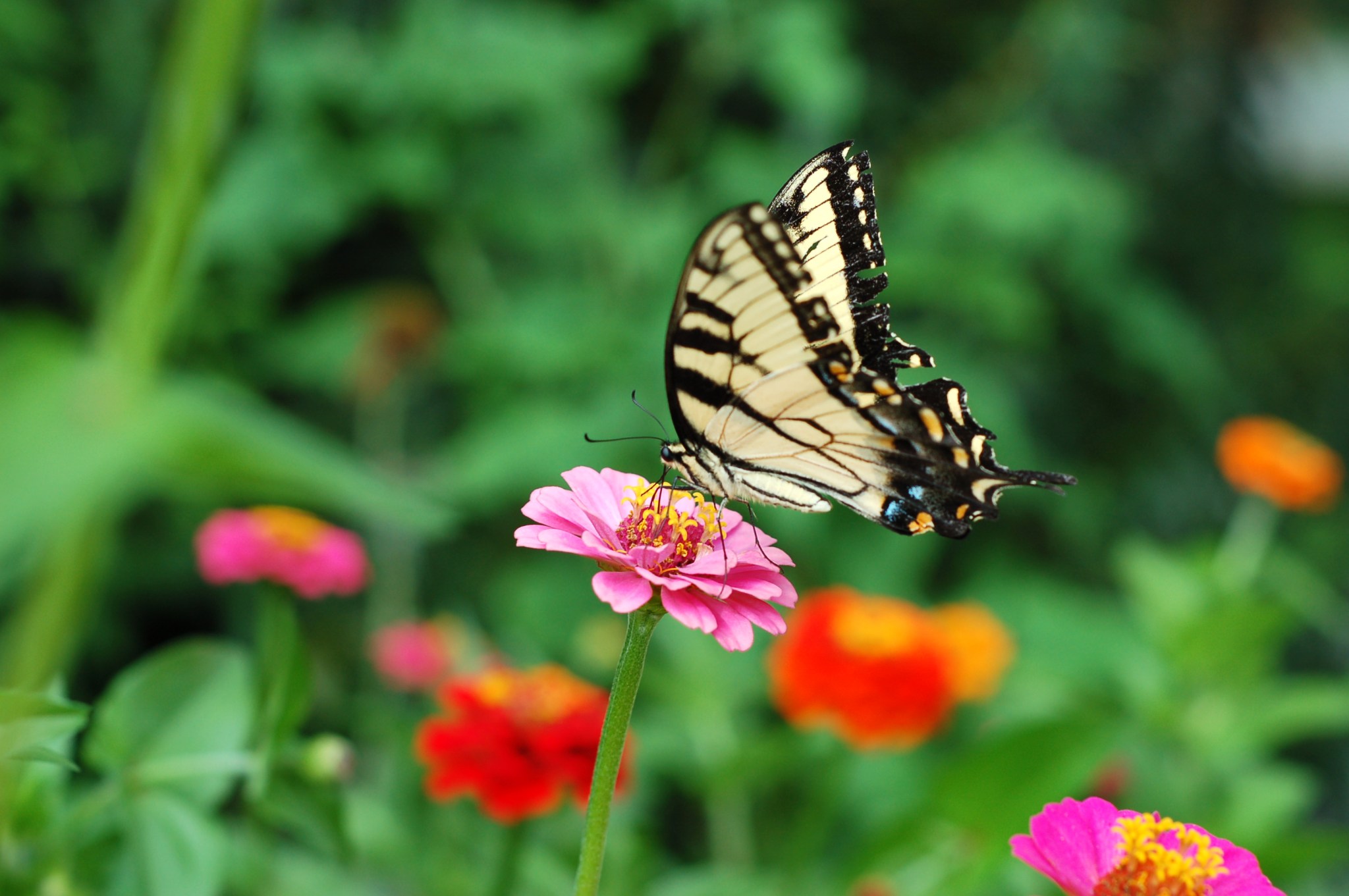 tiger swallowtail on zinnia_0081
