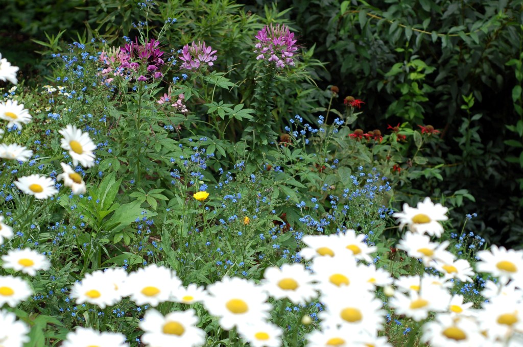 wildflower bed_0055