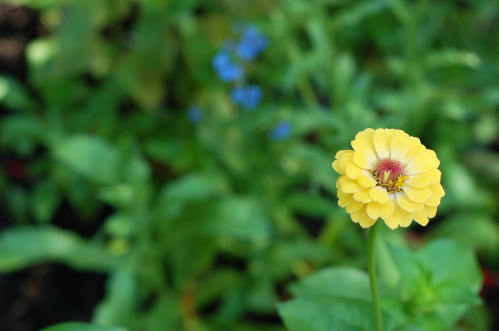 yellow zinnia_0120
