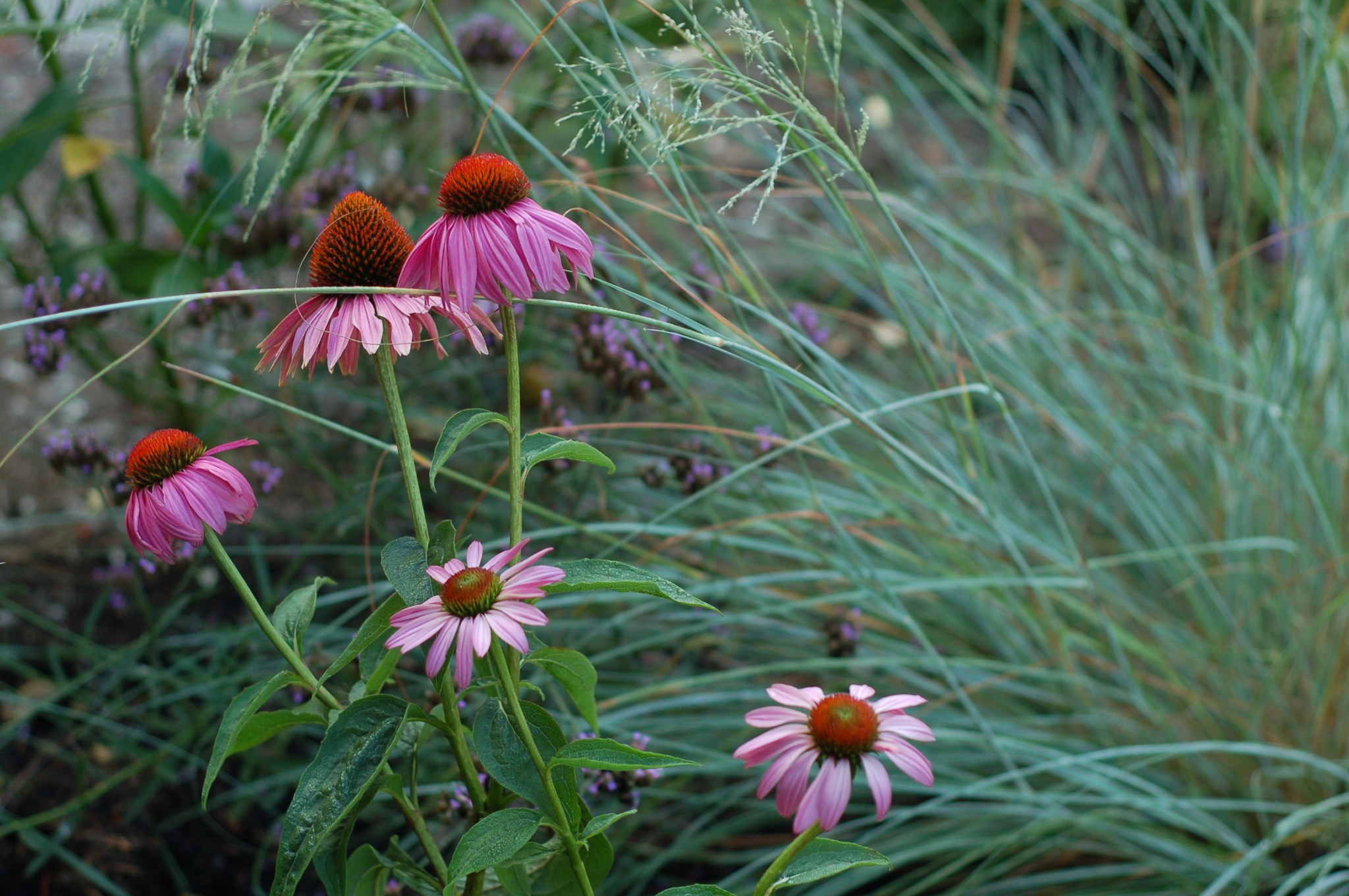 echinacea and wind dancer grass_0036