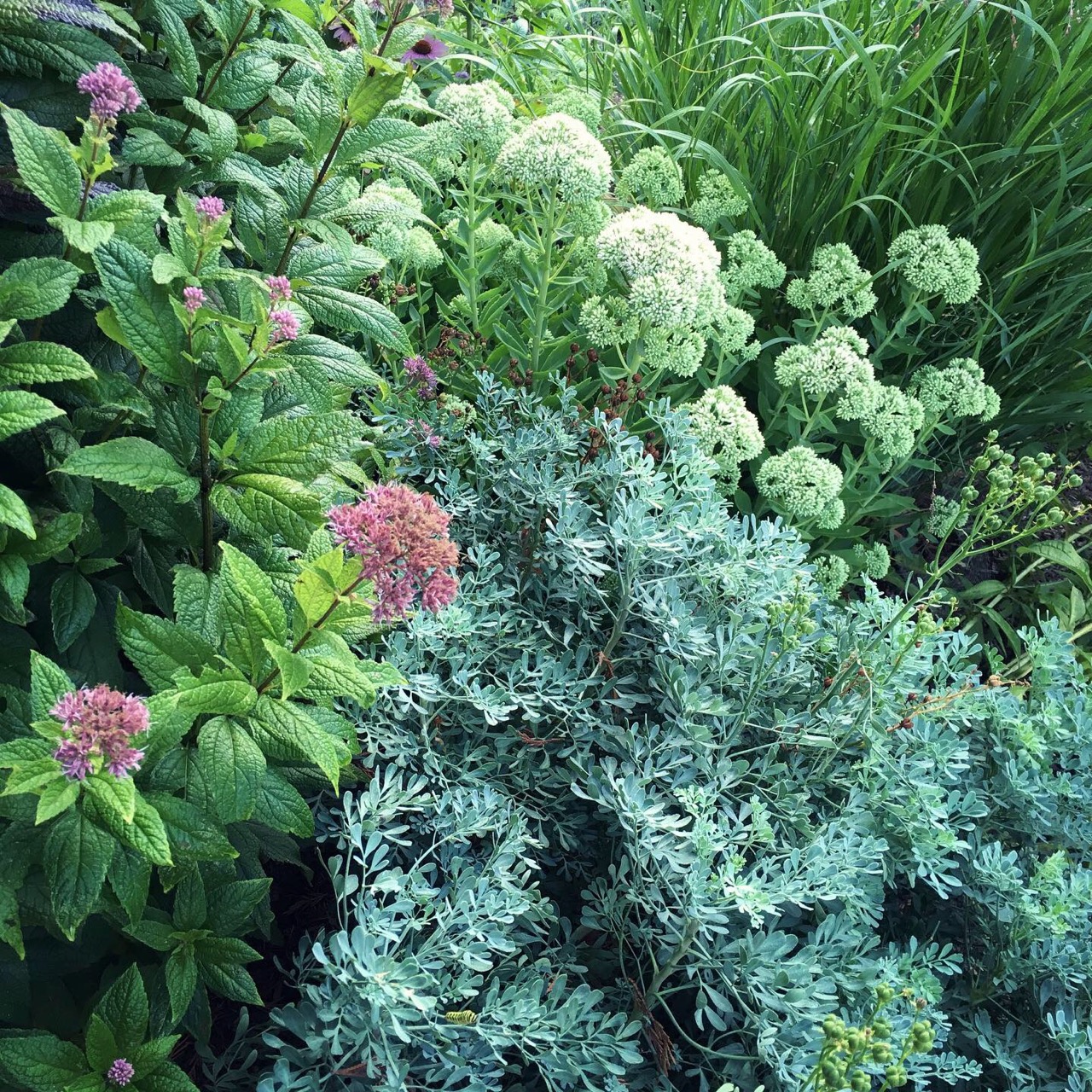 joe pye rue sedum_2060
