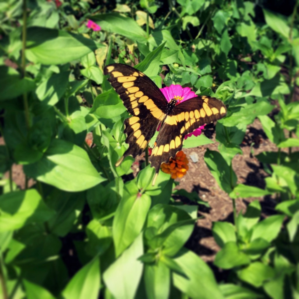 july 29 tiger swallowtail_1872