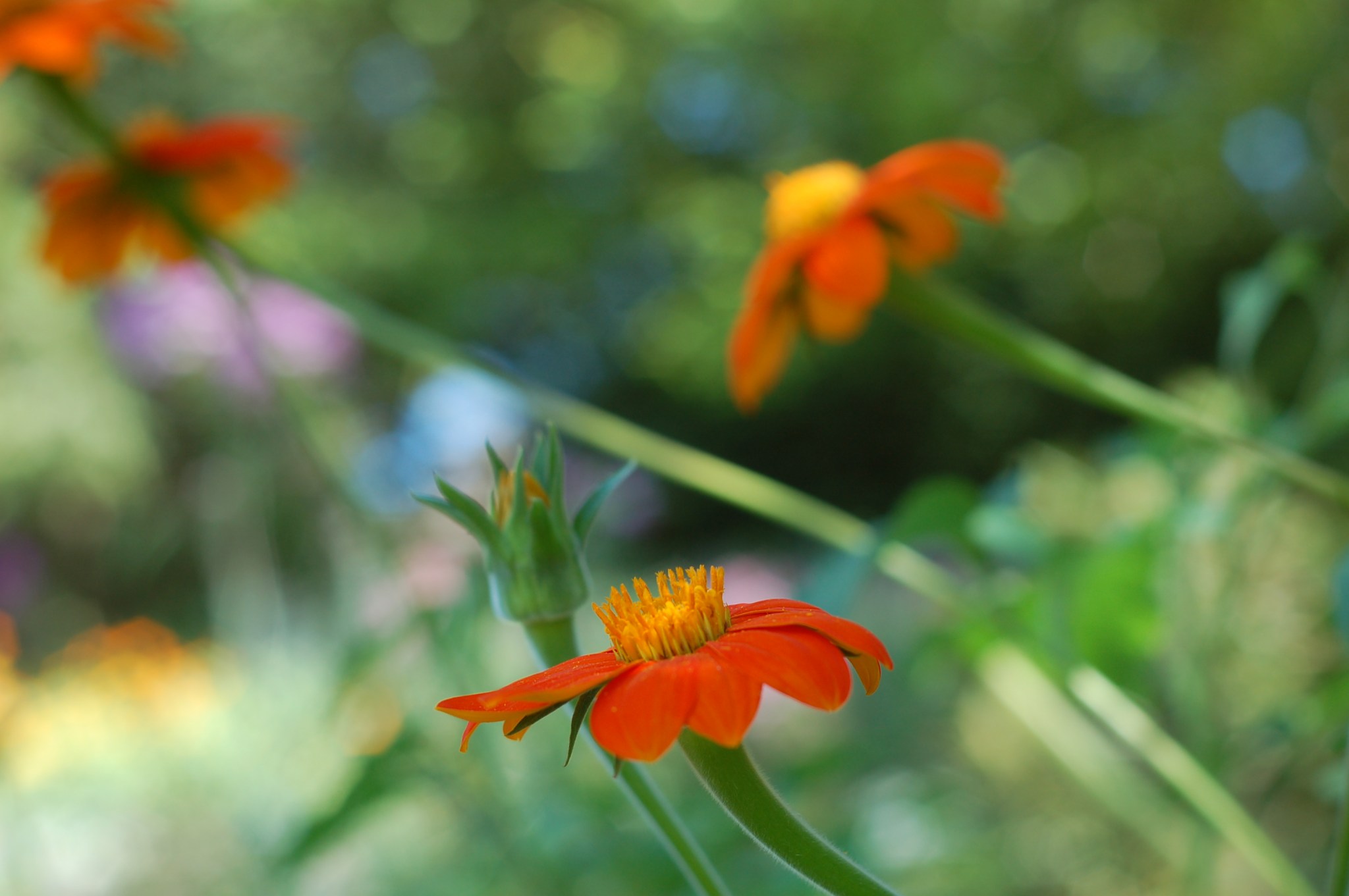 mexican sunflwoer_0089