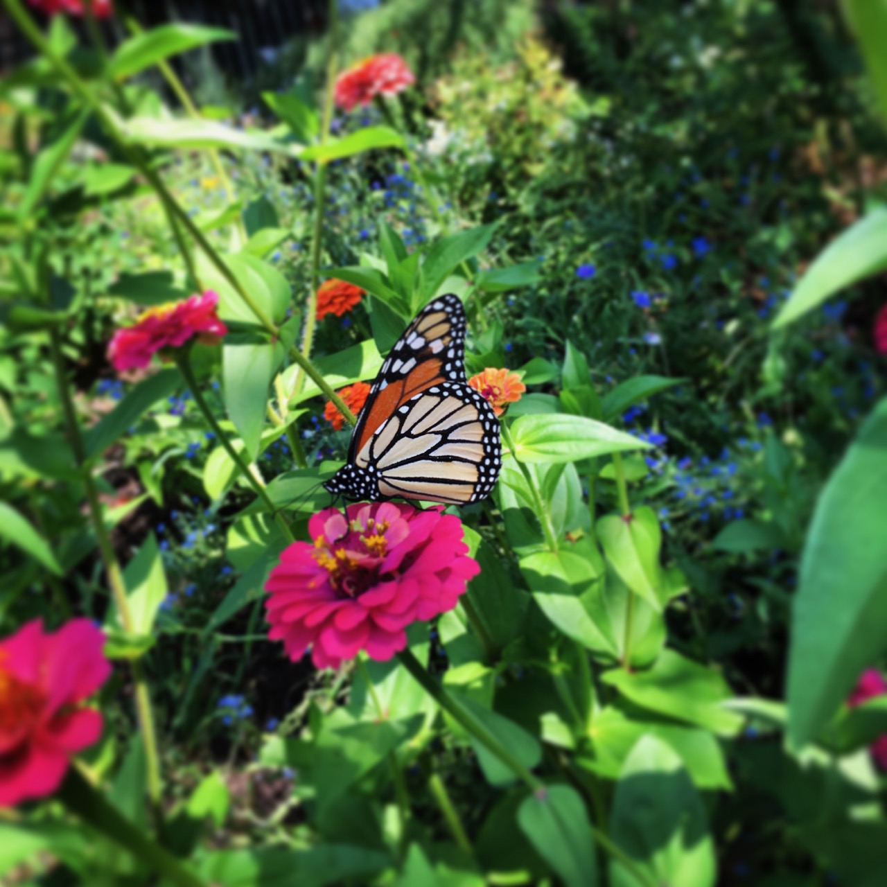 monarch instagram_2049