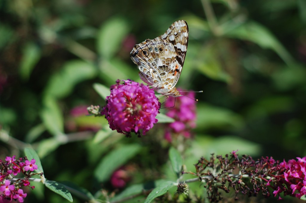 painted lady butterfly weed_0007