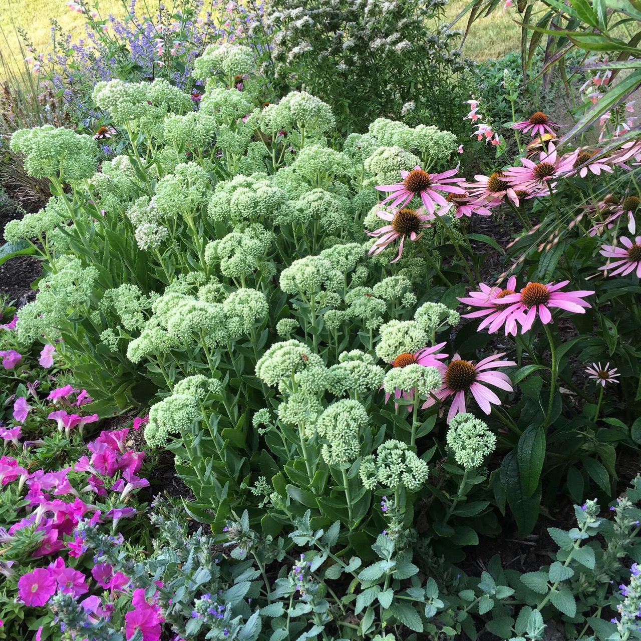 sedum and echinacea_2061