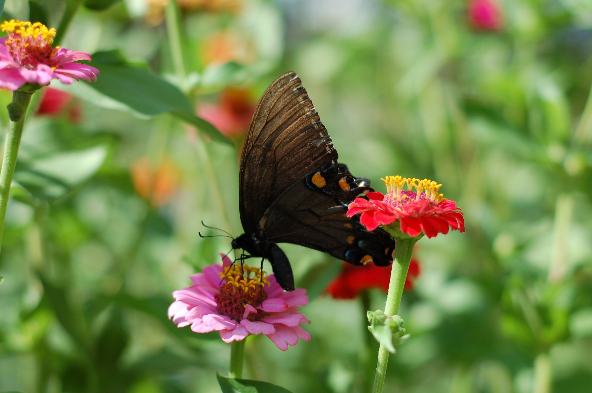 swallowtail zinnia_0018