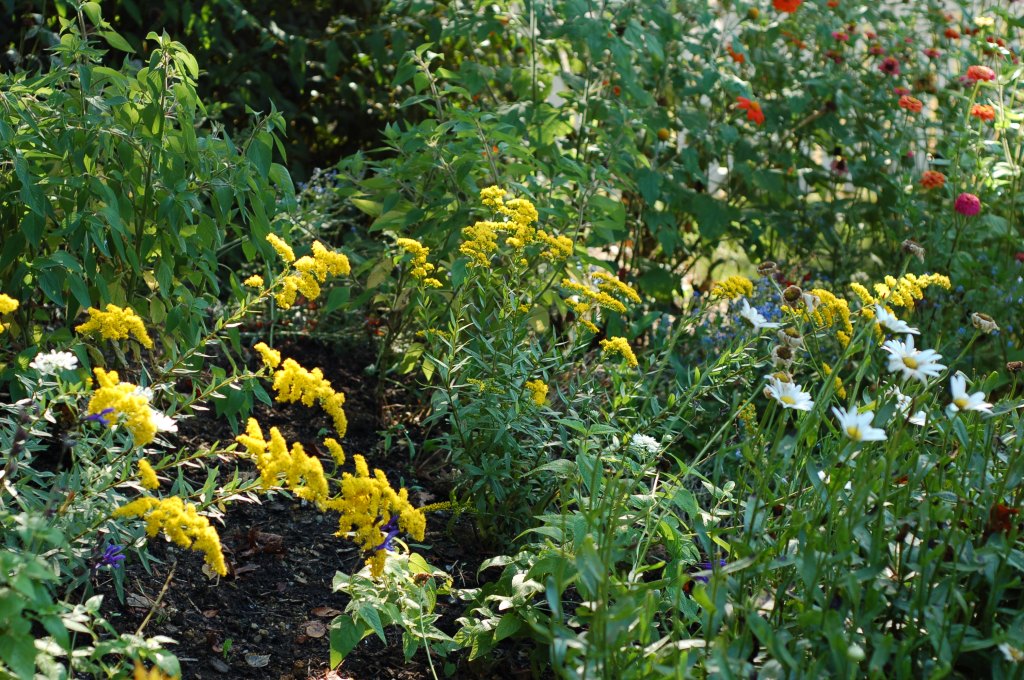goldenrod_0001
