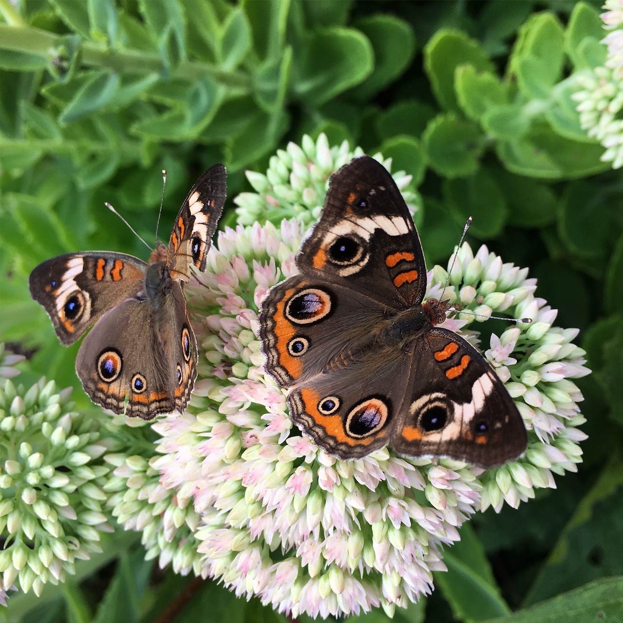 Aug 21 Buckeyes on sedum