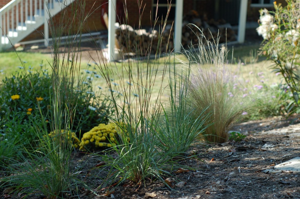 little bluestem and mexican feather_0027