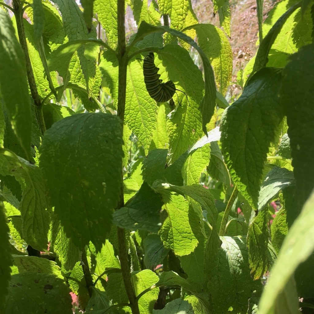 monarch caterpillar forming chrysalis on joe pye weed_2231