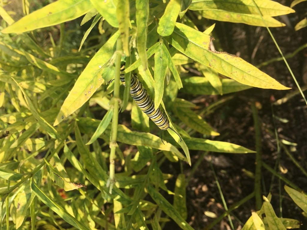 monarch caterpillar on front milkweed_2138