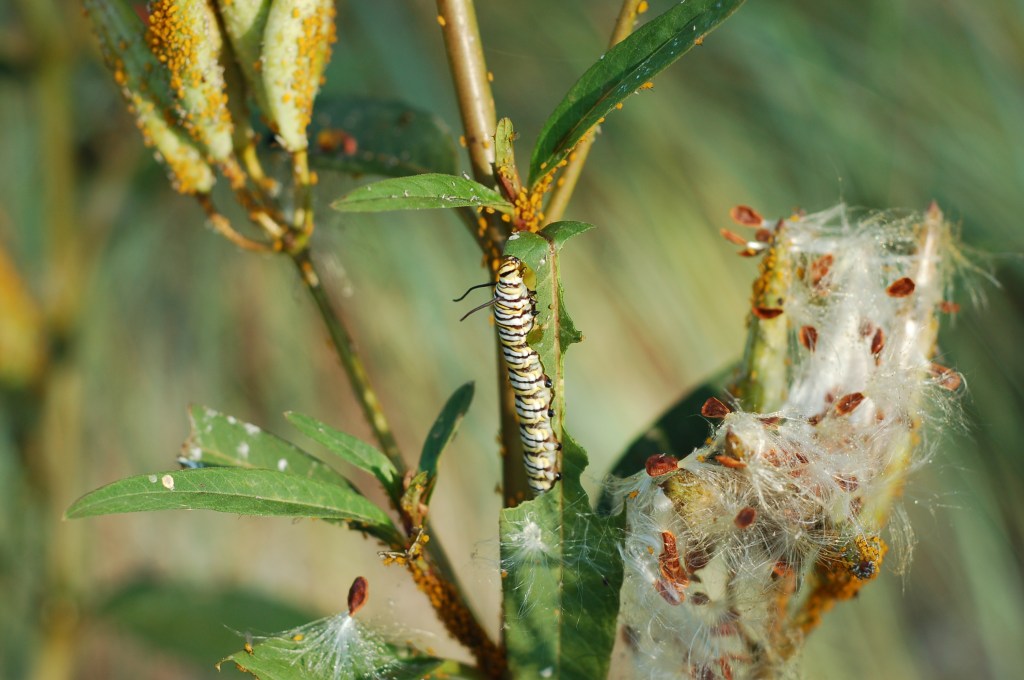 monarch caterpillar plus aphids_0006