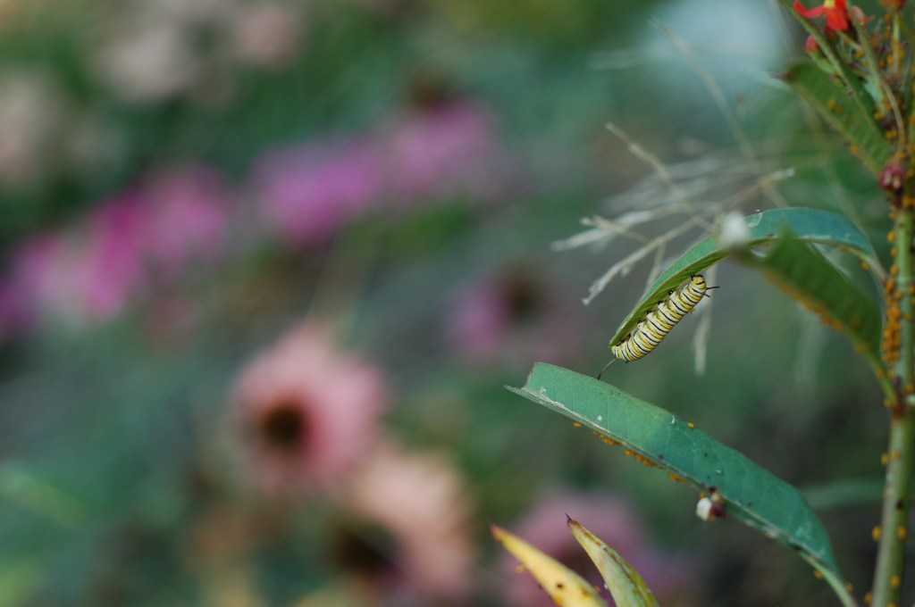 monarch caterpillar_0005