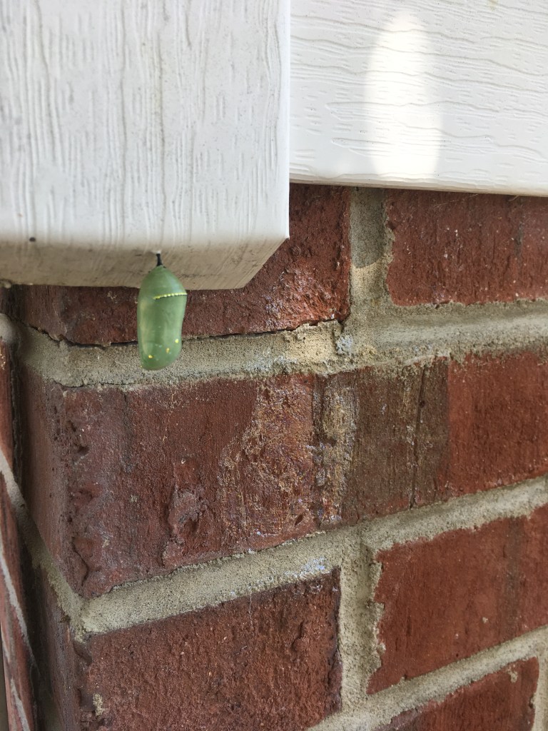 monarch chrysalis front brick sep 15_2217