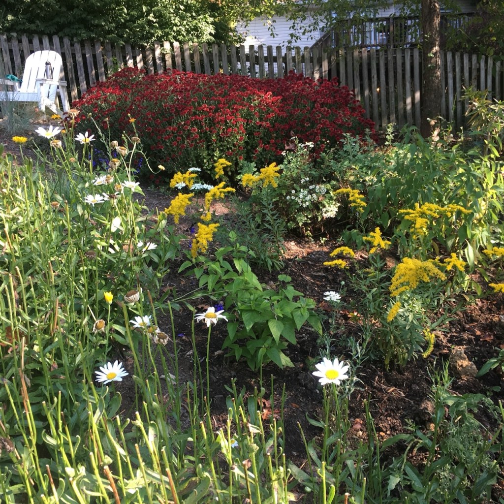 new goldenrod with mature red mums_2187