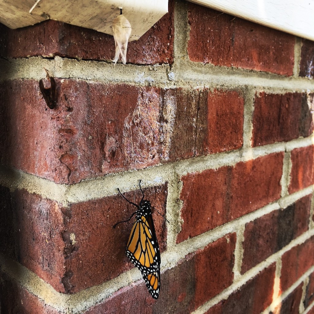 Sep 25 Monarch emerges from chrysalis