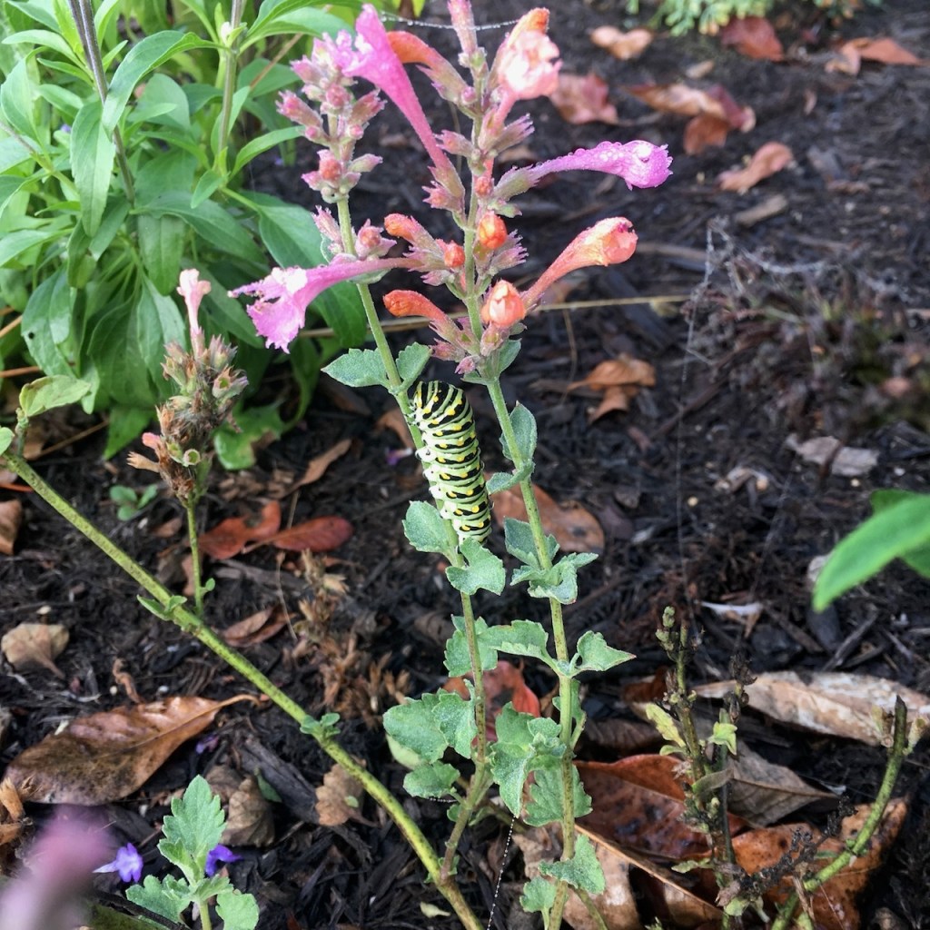 swallowtail caterpillar on hyssop_2211