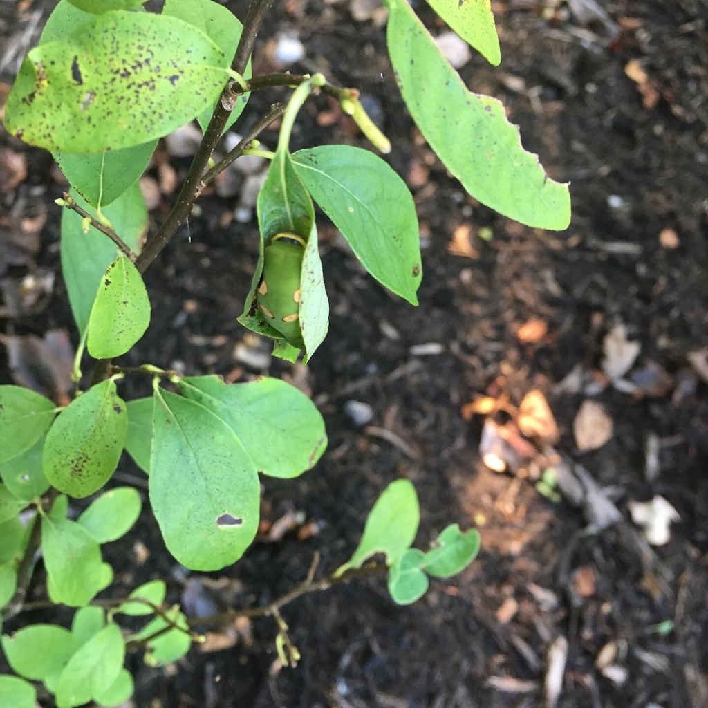 swallowtail caterpillar on spicebush_2145