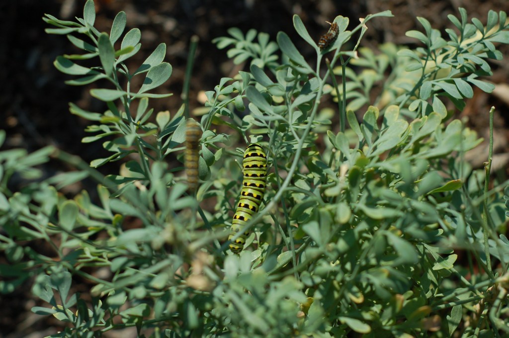 swallowtail caterpillars on rue_0017