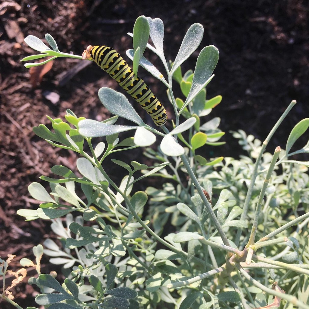 swallowtail on rue_2150