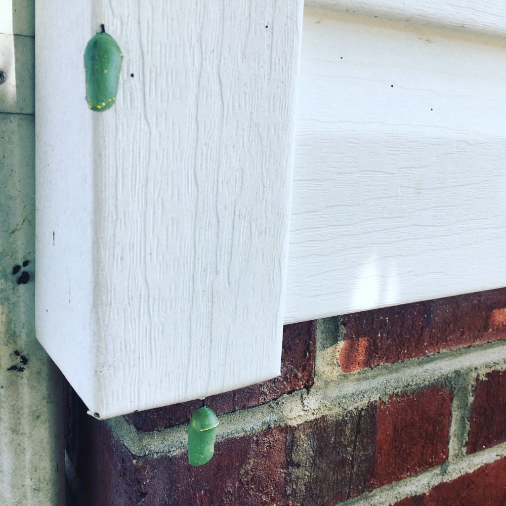 two monarch chrysalises Sep 15 2019